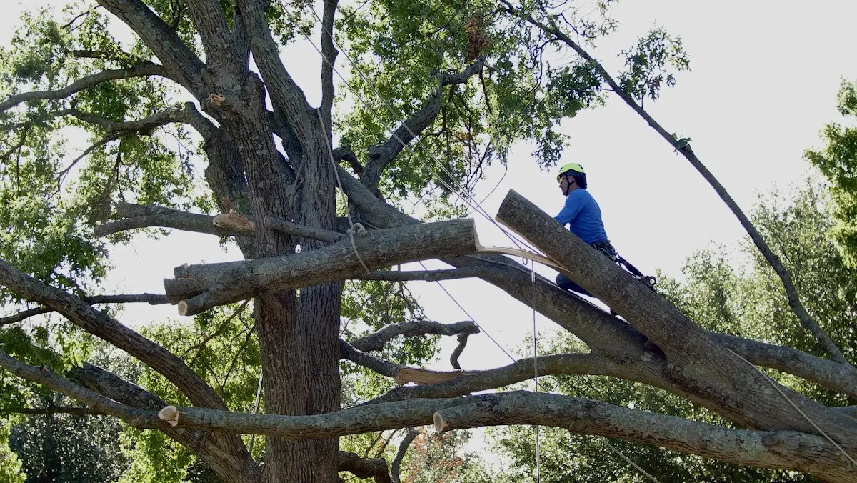 Professional Crown Thinning performed by certified arborists in Elnora